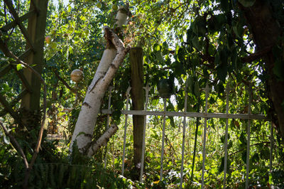 Trees growing in forest