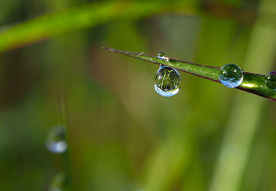 Close-up of water drops on plant