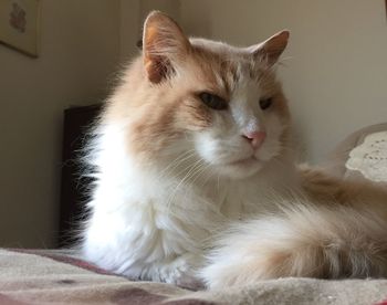 Portrait of cat sitting at home