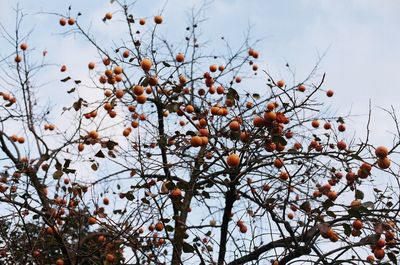 Low angle view of tree against sky