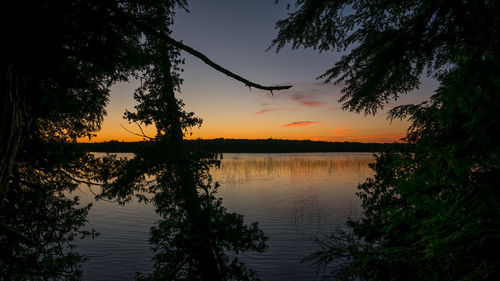 Silhouette of trees at sunset