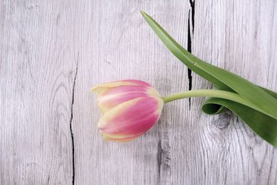 Close-up of flower on table