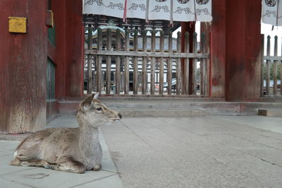 Side view of an animal looking away