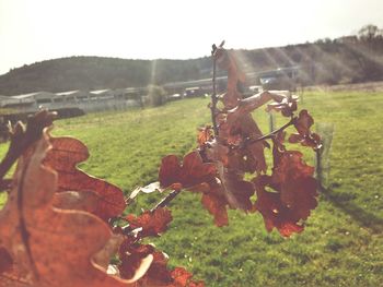 Close-up of grapes in vineyard