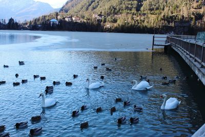 Swans swimming in lake during winter