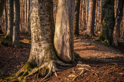 Trees growing in forest at morning