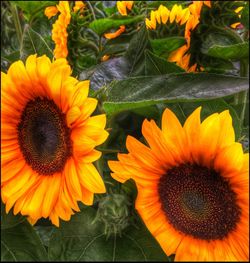 Close-up of sunflower