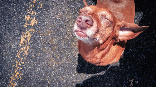 High angle view of a dog on road