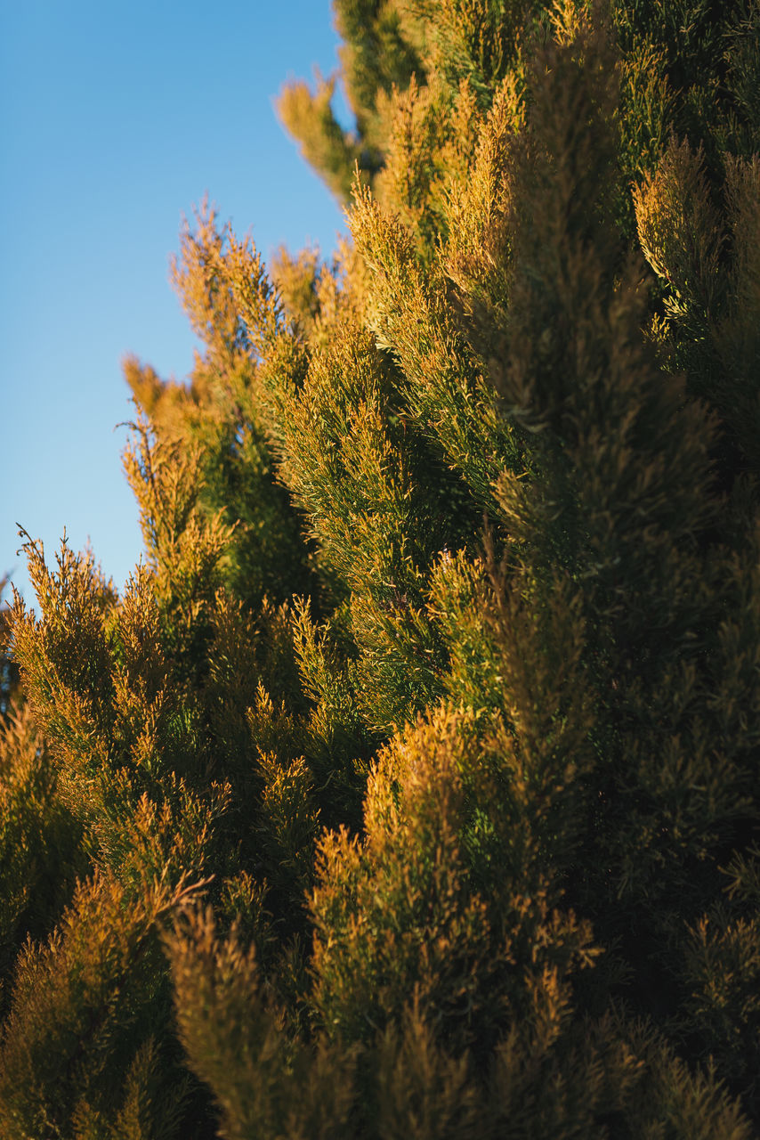 LOW ANGLE VIEW OF TREE AGAINST SKY