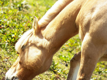 Close-up of a horse on field