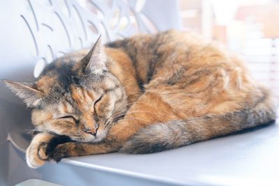 Close-up of a cat sleeping