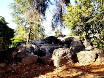 Low angle view of rocks in forest