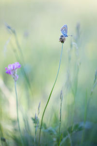 Close-up of insect on flower