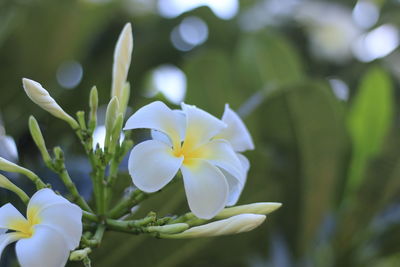 Close-up of white flowering plant