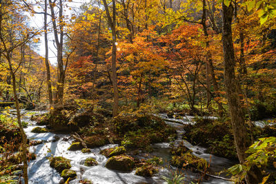 Trees growing in forest during autumn