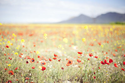 Flowers blooming in field