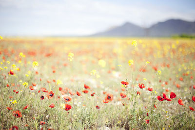 Close-up of white flowers growing in field