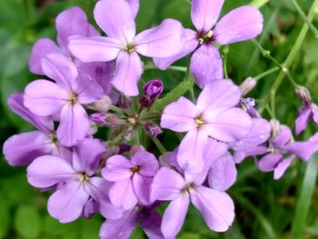 Close-up of purple flowers