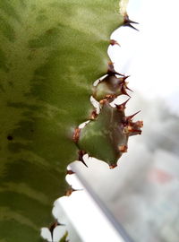 Close-up of insect on plant