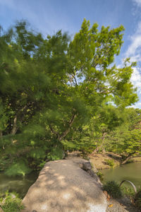 Scenic view of lake in forest against sky