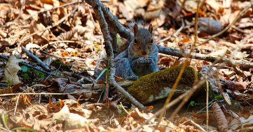 Close-up of a reptile on field