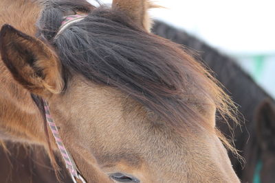 Close-up of horse