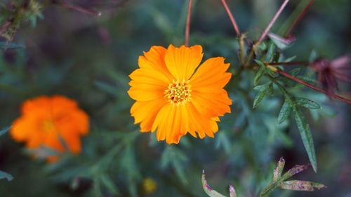 Close-up of orange flowering plant