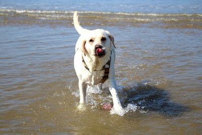 Dog running in the sea