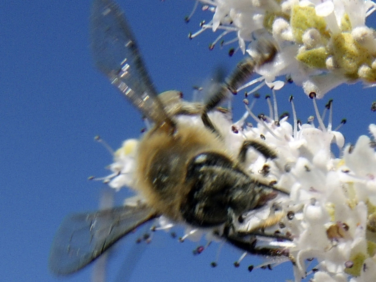 CLOSE-UP OF WHITE FLOWERING PLANT AGAINST SKY