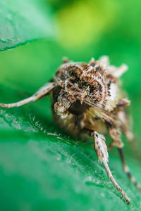 Close-up of spider