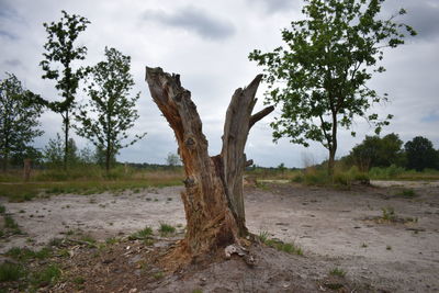 Trees on landscape against sky