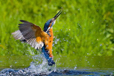 Close-up of bird flying over lake