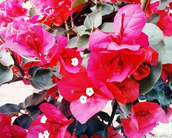 Close-up of pink flowers