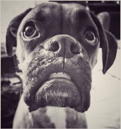 Close-up portrait of a dog