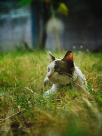 Cat in a field