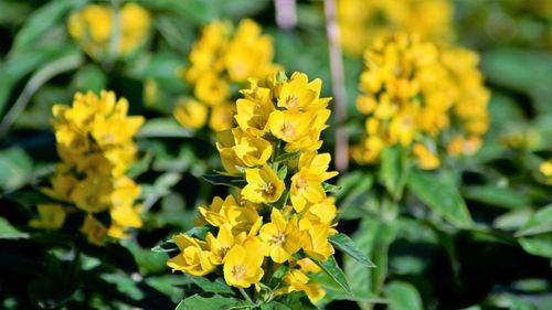 Close-up of yellow flowering plant in field