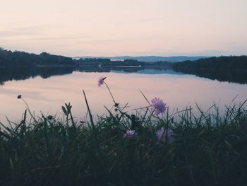 Plants growing in lake