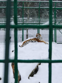 Horse in cage at zoo