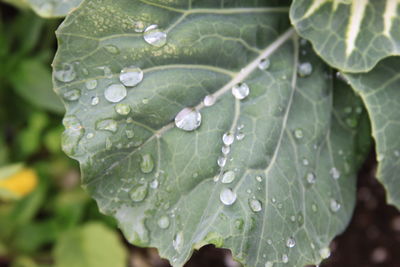 Close-up of water drops on leaf