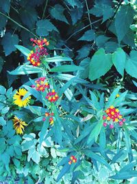 Close-up of flowers