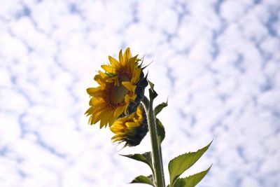 Close-up of yellow flower growing on branch against sky