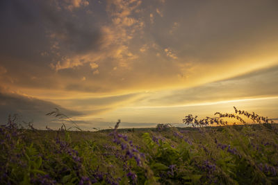 Scenic view of field against sky during sunset