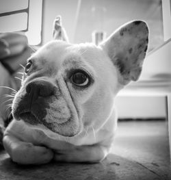 Close-up of dog looking away