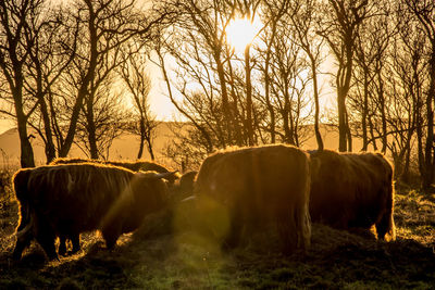 Den helder, the netherlands. january 2022. a grazing herd of highlanders at sunset.