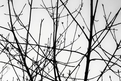 Low angle view of bare tree against clear sky