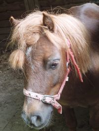 Close-up of horse