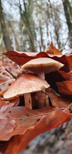 Close-up of mushroom growing on land