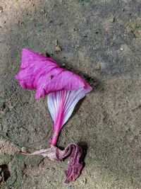 High angle view of pink flower on land