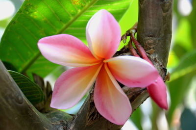 Close-up of pink flowers blooming outdoors