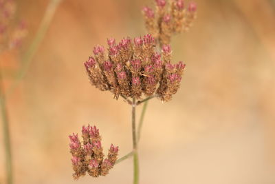 Close-up of flowering plant